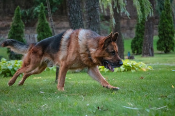 Dog German Shepherd moves, plays and jumps on a green lawn. Pedigree dog outdoors on a sunny summer day.