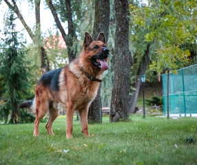 Dog German Shepherd moves, plays and jumps on a green lawn. Pedigree dog outdoors on a sunny summer day.