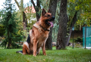 Dog German Shepherd moves, plays and jumps on a green lawn. Pedigree dog outdoors on a sunny summer day.