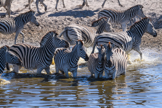 Burchell's zebra (Equus quagga burchellii) drinking in the Boteti River, Makgadikgadi Pans National Park, Kalahari, Botswana