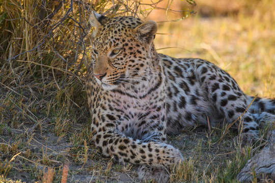Female Leopard (Panthera pardus) resting in the shade of a tree, Bushman Plains, Okavango Delta, Botswana