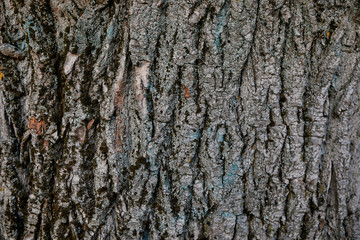 Bark on a willow tree