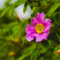 Wild Rose