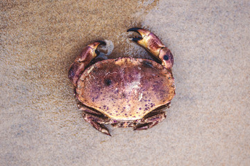 Draufsicht von Krabbe am Strand