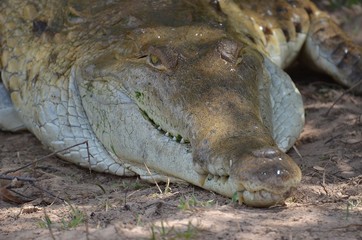 Krokodil macht Mittagspause