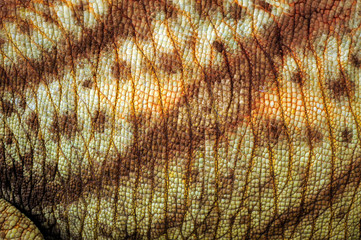 skin of a  Parson's chameleon / Haut eines Parsons Chamäleon (Calumma parsonii parsonii)  © bennytrapp
