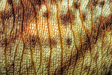 skin of a  Parson's chameleon / Haut eines Parsons Chamäleon (Calumma parsonii parsonii)  © bennytrapp