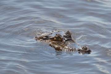 Alligator, el Tato Cedral, LLanos
