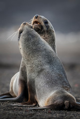 Fototapeta premium Antarctic fur seal,Arctophoca gazella,on Deception Island beach, Antartic peninsula.
