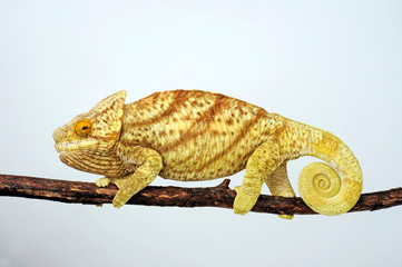 female Parson's chameleon / weibliches  Parsons Chamäleon (Calumma parsonii parsonii)  © bennytrapp