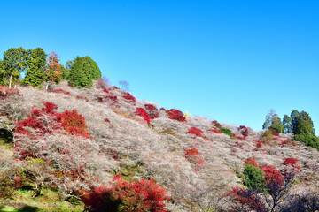 四季桜と紅葉
