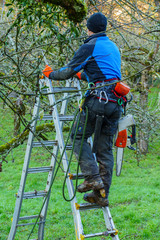 Mann, Baumpfleger auf einer Leiter sägt Äste an einem Baum ab
