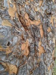 bark texture