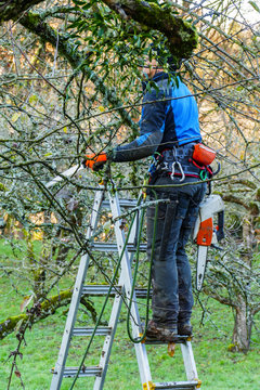 Mann, Baumpfleger auf einer Leiter s&auml;gt &Auml;ste an einem Baum ab