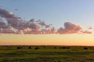 Fototapeta na wymiar Cows grazing in the field, in the Pampas plain, Argentina