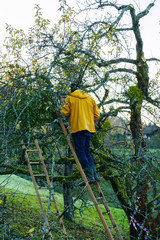 Mann, Baumpfleger auf einer Leiter sägt Äste an einem Baum ab