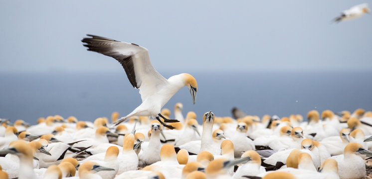 Gannets colony