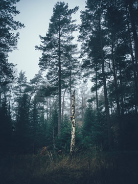 Birch Tree Trunk In Forest