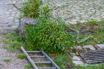 Grüne Misteln, Mistelzweige mit weißen Beeren im Winter