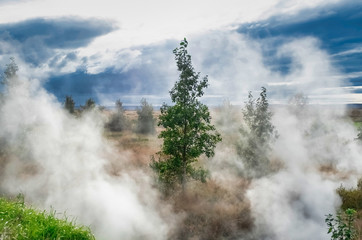 Fototapeta na wymiar Steam around the trees through geothermal energy, Husavik, Iceland