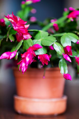 Christmas Cactus Flower in a Pot