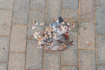 A run over domestic pigeon.