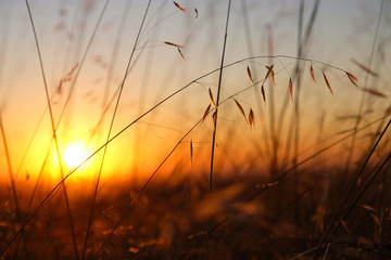 Sunset Grasses