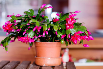 Christmas Cactus Flower in a Pot