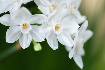 Fototapeta na wymiar Pure white orchid 