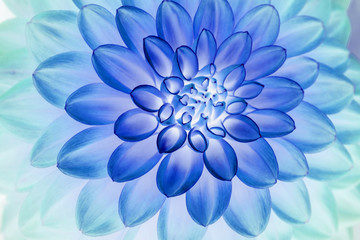 Obraz premium Blue dahlia petals floral abstract background. Close up of flower dahlia for background