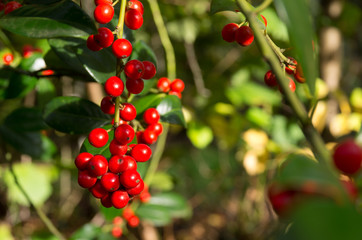 Vaccinium vitis idaea hanging on a branch in the afternoon sun. Vaccinium vitis idaea (blueberry, partridge, cranberry or cowberry) is a short evergreen shrub.