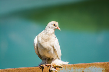 Special kind of pigeon with long feathers by the legs
