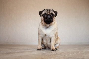 Pug on a wooden floor with an expressive face looking at the camera