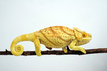 female Parson's chameleon / weibliches  Parsons Chamäleon (Calumma parsonii parsonii)  © bennytrapp
