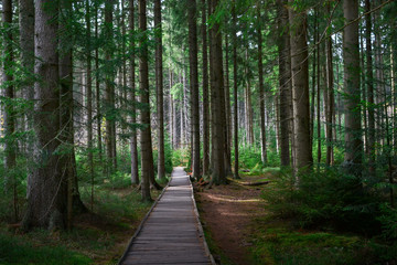 Wooden path in the forest