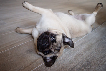 Cute small dog breed pug lying on back and begging to play with it