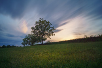 Obraz na płótnie Canvas single tree in the field