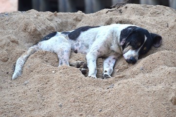 ein Hund, der hundemüde ist