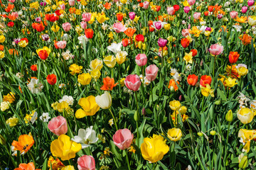 Top view close-up of gorgeous colorful flower bed of tulips and daffodils.