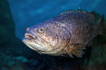 Grouper goliath or itajara. Close up