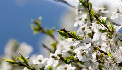 apple tree blossom