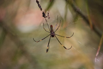 Spider in web