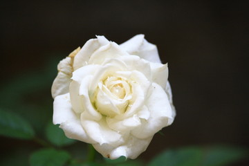 Obraz premium White Rose
