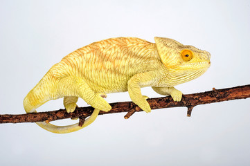 female Parson's chameleon / weibliches  Parsons Chamäleon (Calumma parsonii parsonii)  © bennytrapp