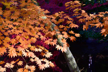 紅葉