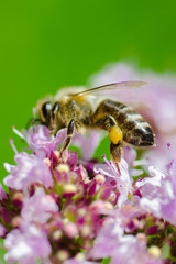 Biene mit Pollen