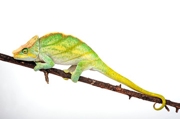 Parson's chameleon / Parsons Chamäleon (Calumma parsonii parsonii)  © bennytrapp