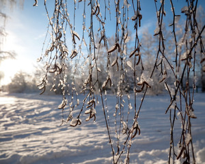 Birch branches in winter under the snow