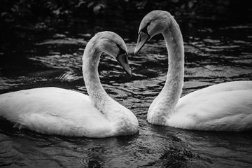 Swan love
