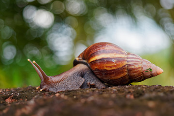 Giant African Land Snail - Achatina fulica large land snail in Achatinidae, similar to Achatina...